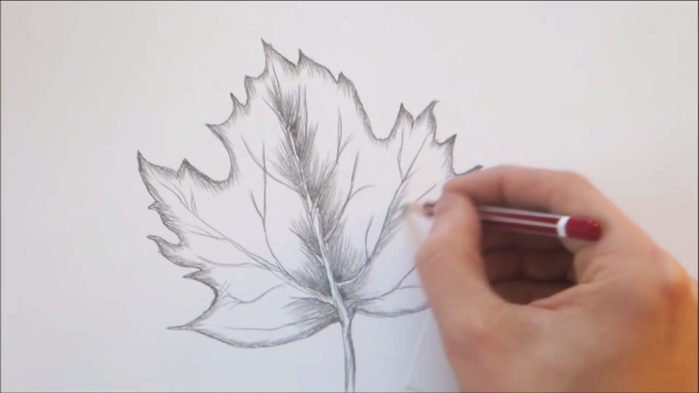 趣味素描,画一片枫叶!