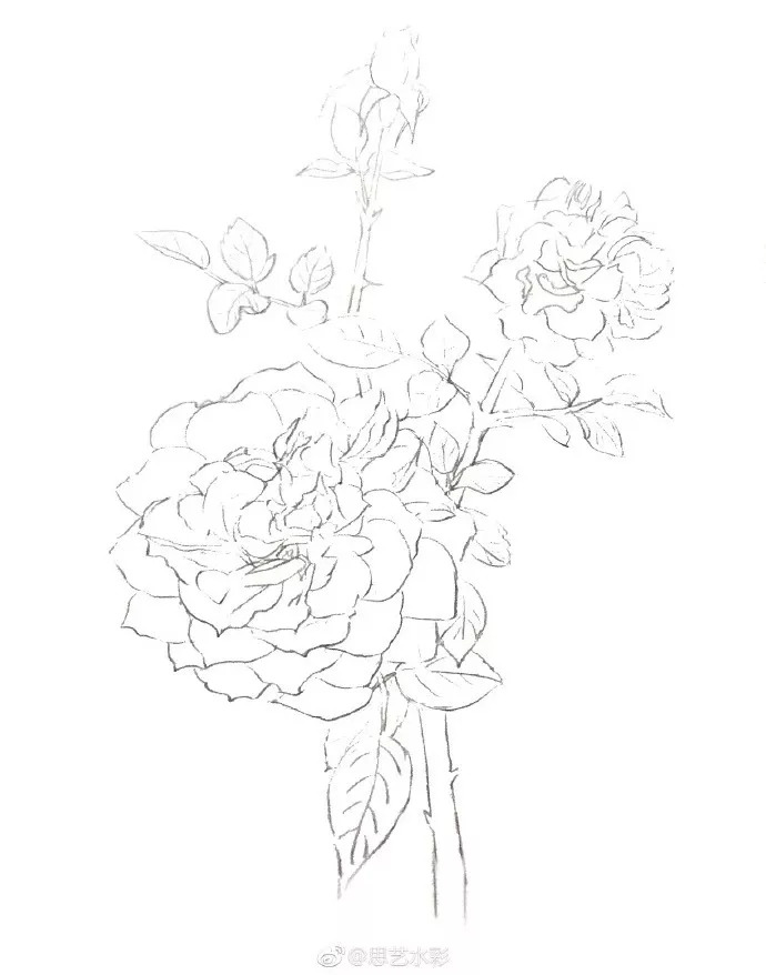 水彩画一支娇艳欲滴的月季花