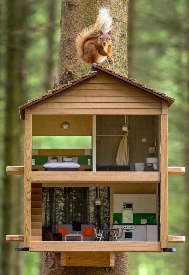 为红松鼠建豪宅英国公园真周到