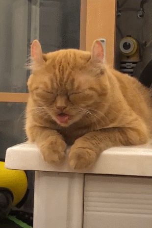 网友们,你们家有猫咪也是这样困成狗的吗?以上图片来源于网络