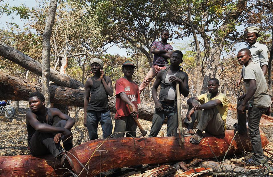 图为:刚果(金)部落一个20人组成的砍伐团.