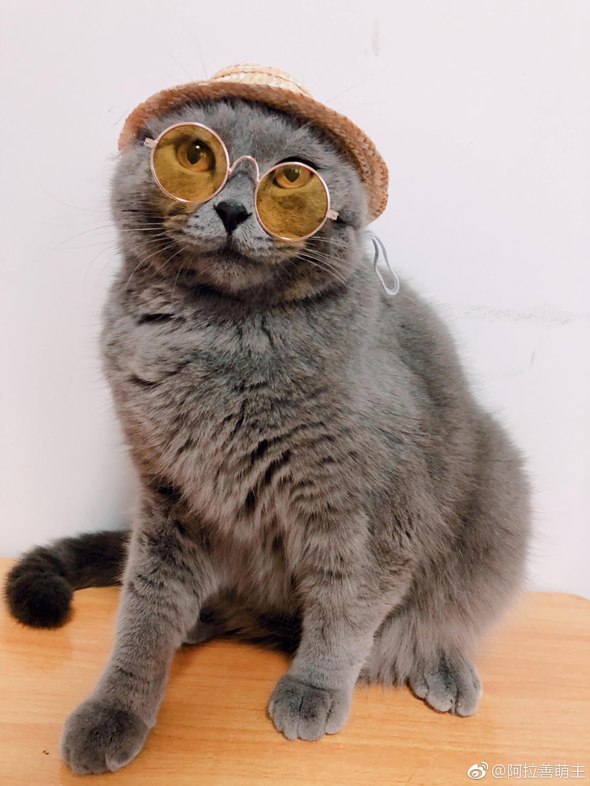 灰怂猫辛苦搬砖一年,明天终于一岁了,凹个造型纪念一下!
