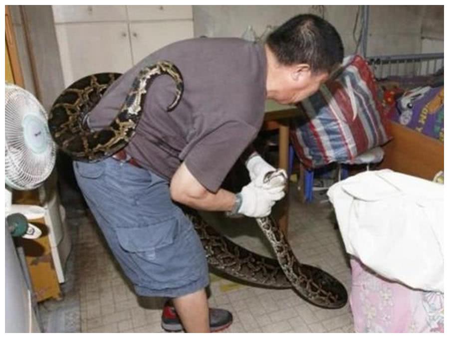 蟒蛇闯入男子中,本以为是场"浩劫",结果却带来一片祥云