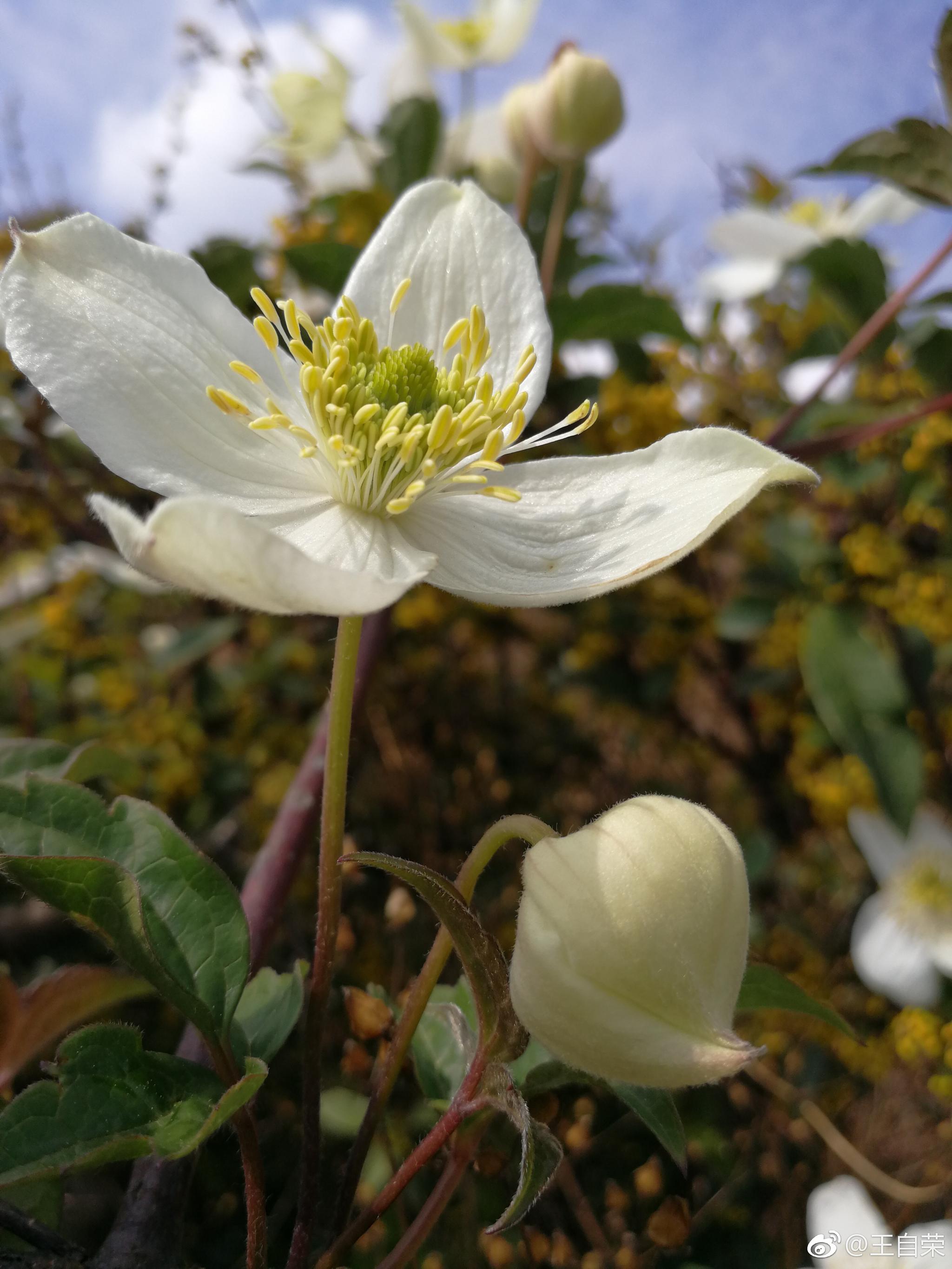 绣球藤._新浪看点