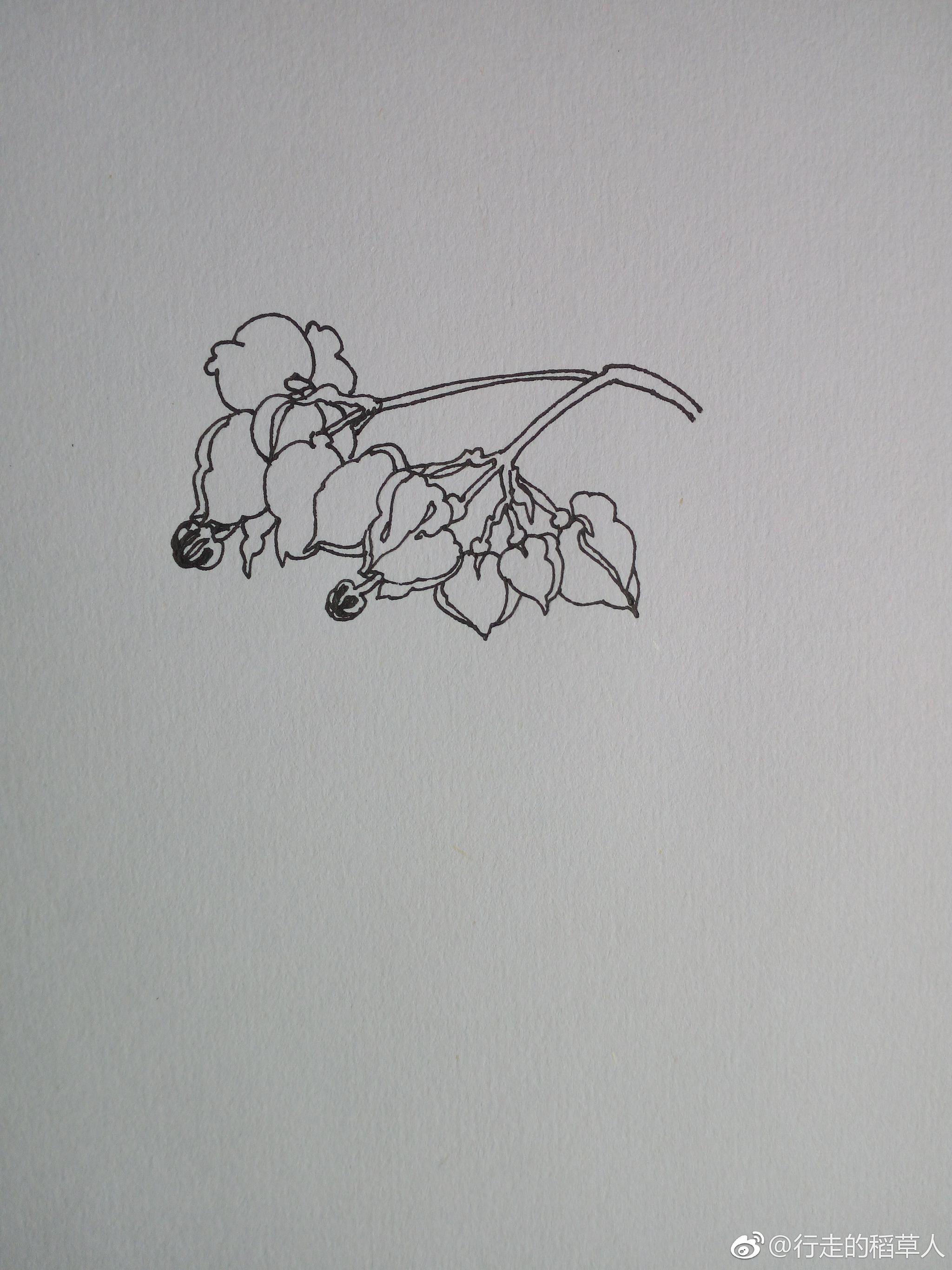 家有奇花,名龙吐珠|龙吐珠|简笔画|叶腋_新浪新闻