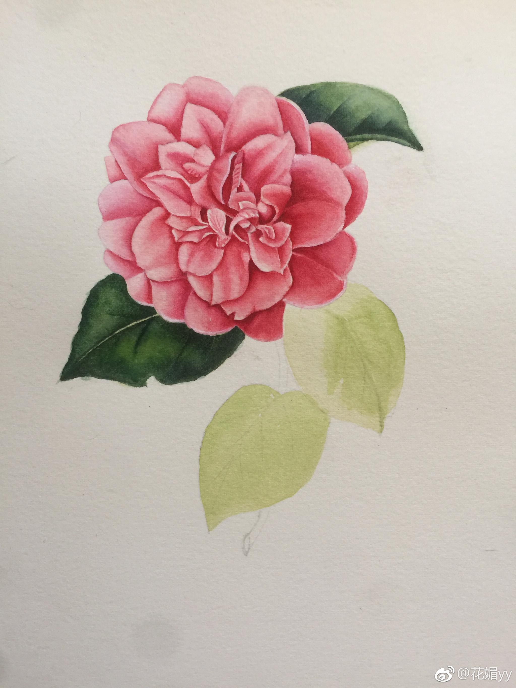 水彩茶花,获多福300g细纹,白夜大师级水彩,黑天鹅4号