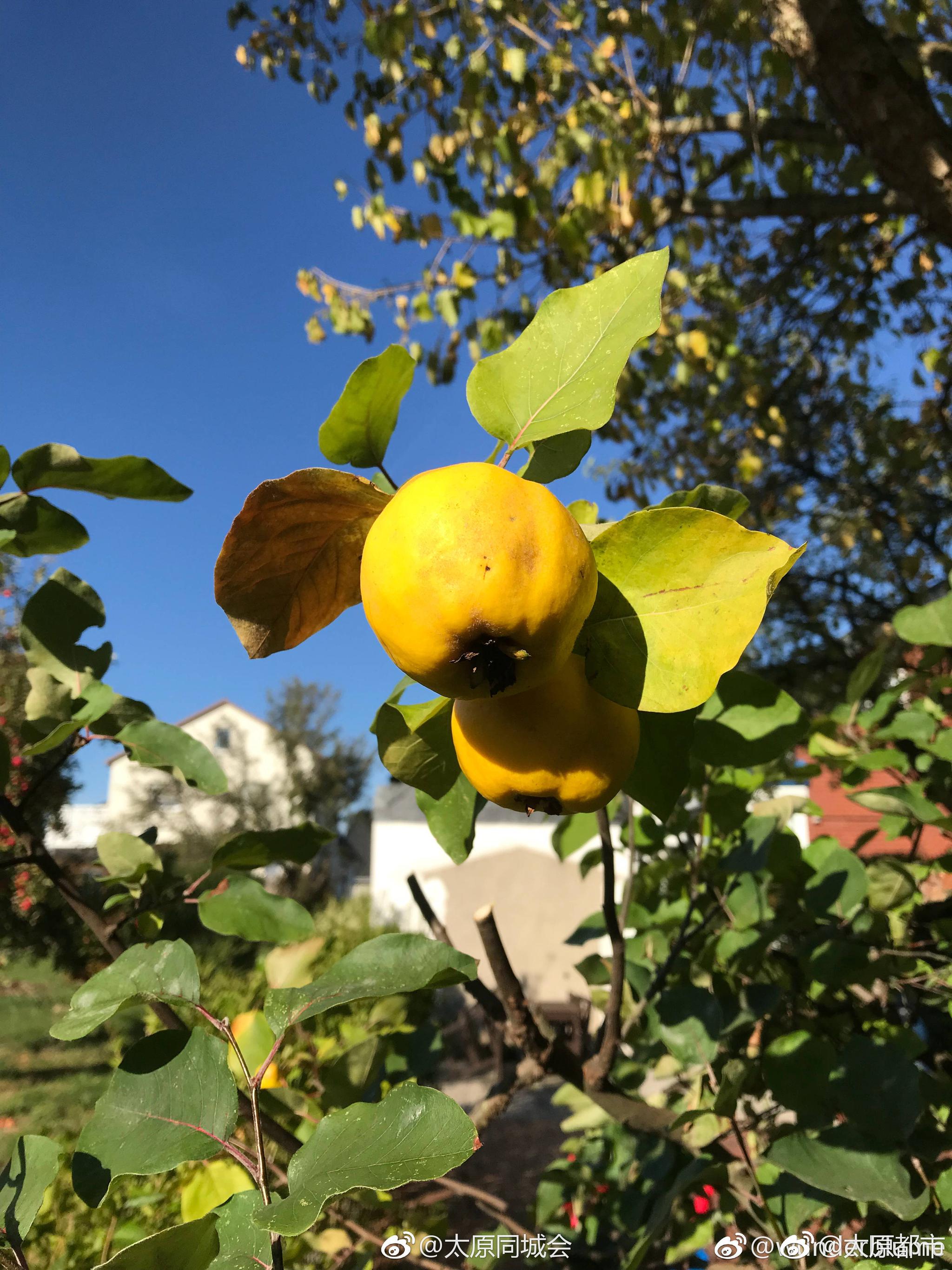 如何seo礻金苹果效果好彡