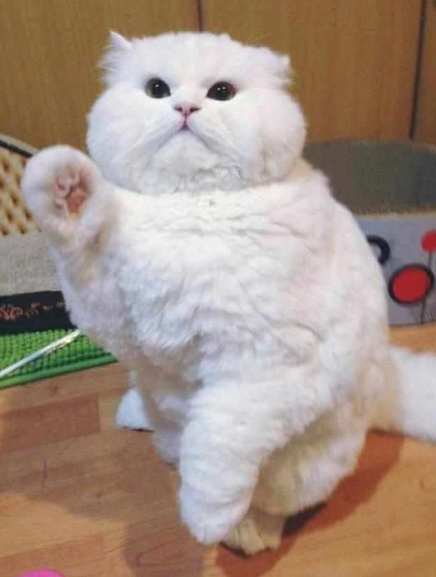 猫咪被宠成肥大胖,毛绒绒的像极棉花糖,网友看了瞬间被萌翻!