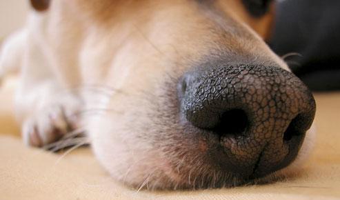 狗狗的鼻子为什么又湿又冷?这可是有一定的科学道理的!