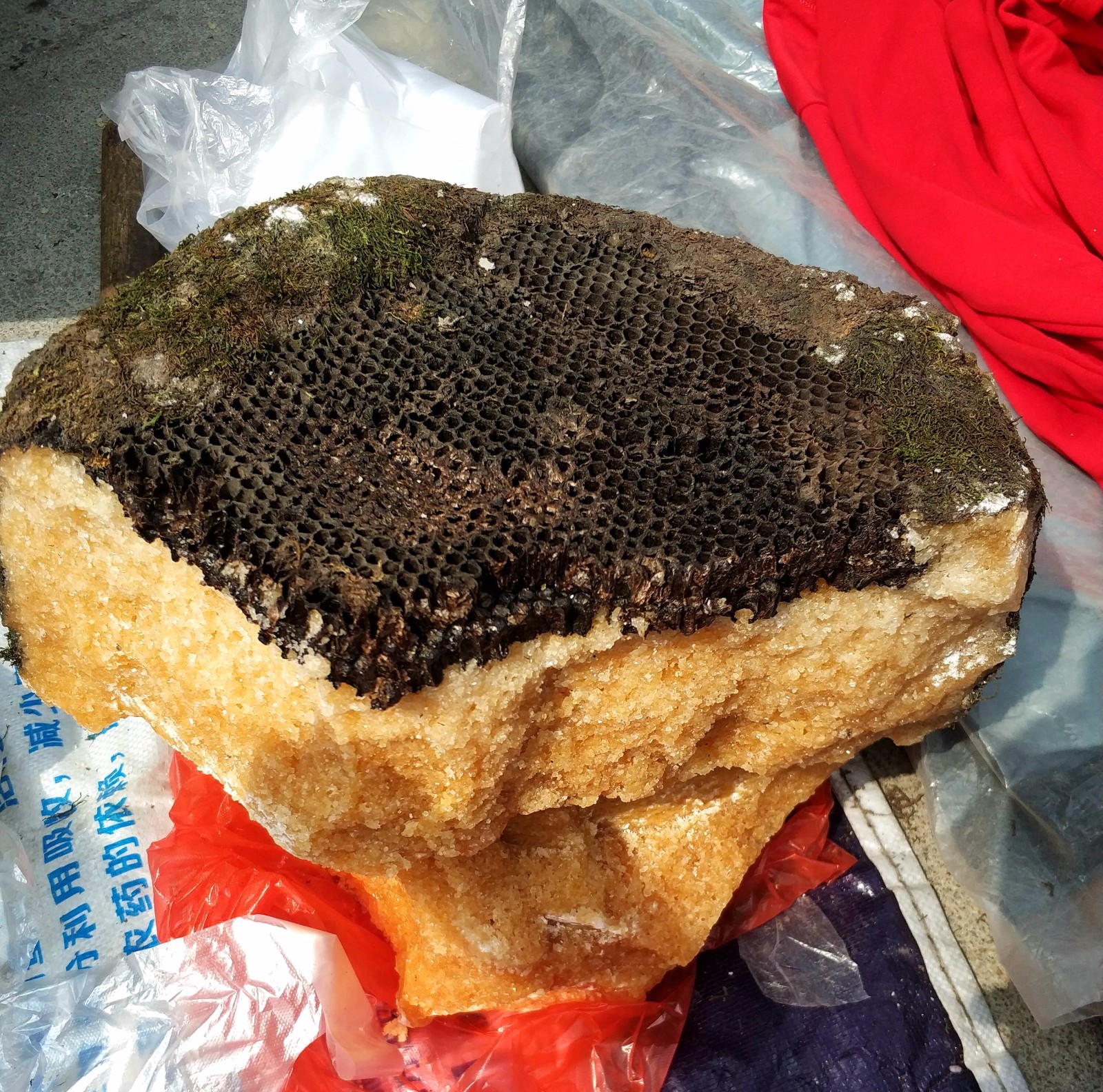 村大哥只在冬季和春季做的小生意 卖40元一斤 一集卖500多元|石蜜