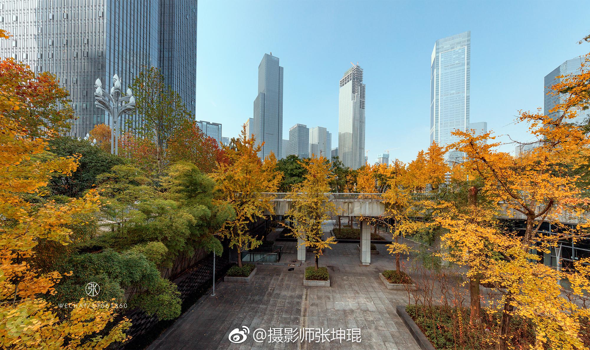 每年11月底江北嘴中央公园的银杏总以最耀眼的颜色结束一季的绚烂