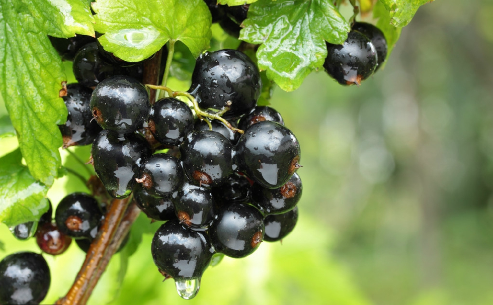 营养师推荐:四款抗衰老的黑色水果