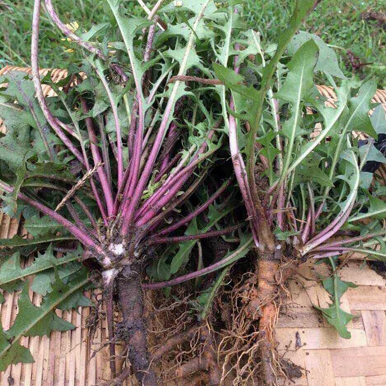 别看它长得丑,却是天然"胰岛素"!每天吃点,血糖蹭蹭往下降!