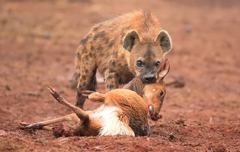 一个小小的羚羊被鬣狗给一招拿下在羚羊的身上开始肆意的狂吃了