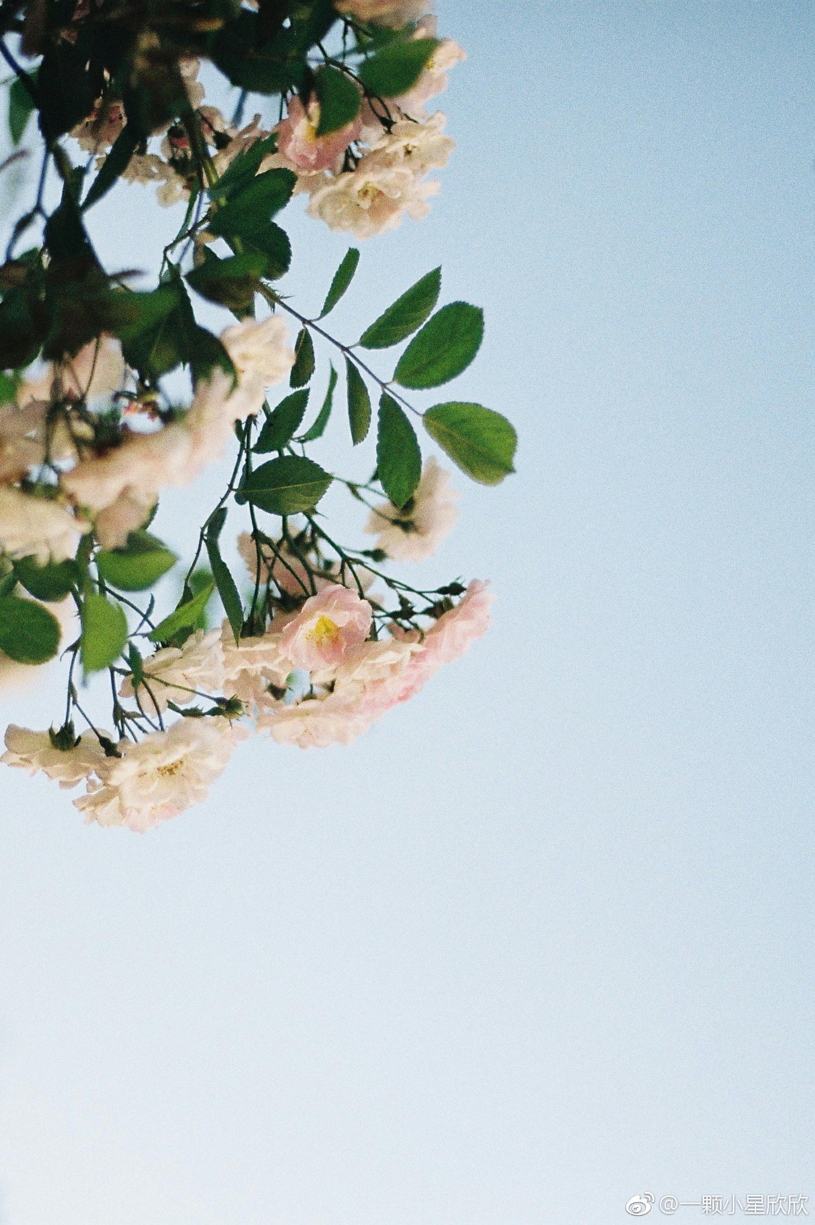 藏在储存卡里的小美好(二)----: @清新小镇 @微相册