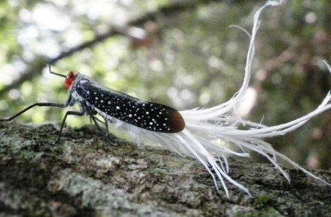 自然界中相貌奇特的动物看到罗汉鱼那张笑了