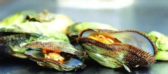 石夹螺,是台山川岛特产的一种贝类生物,附着在礁石上狭窄的石缝中,在