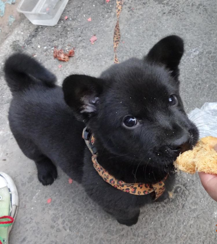 朋友捡到黑色流浪狗, 结果晚上上演恐怖片, 画面好好笑