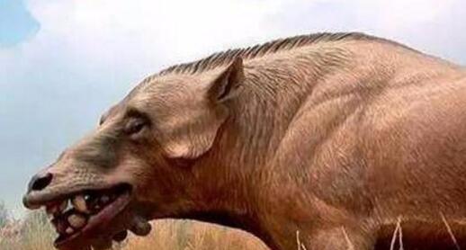 看到这些古代的猪, 就是吃货也只有拔腿就跑, 别说吃肉了