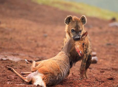 一个小小的羚羊被鬣狗给一招拿下在羚羊的身上开始肆意的狂吃了
