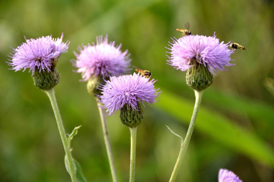 大刺芥又叫大蓟,大刺儿菜,大刺芥生命力特别旺盛,在田边野外到处可以