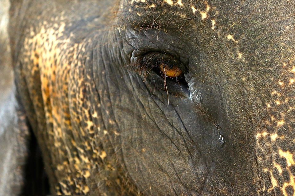 经历了46年的禁锢,这头流泪的大象,终于在人类手上被解放