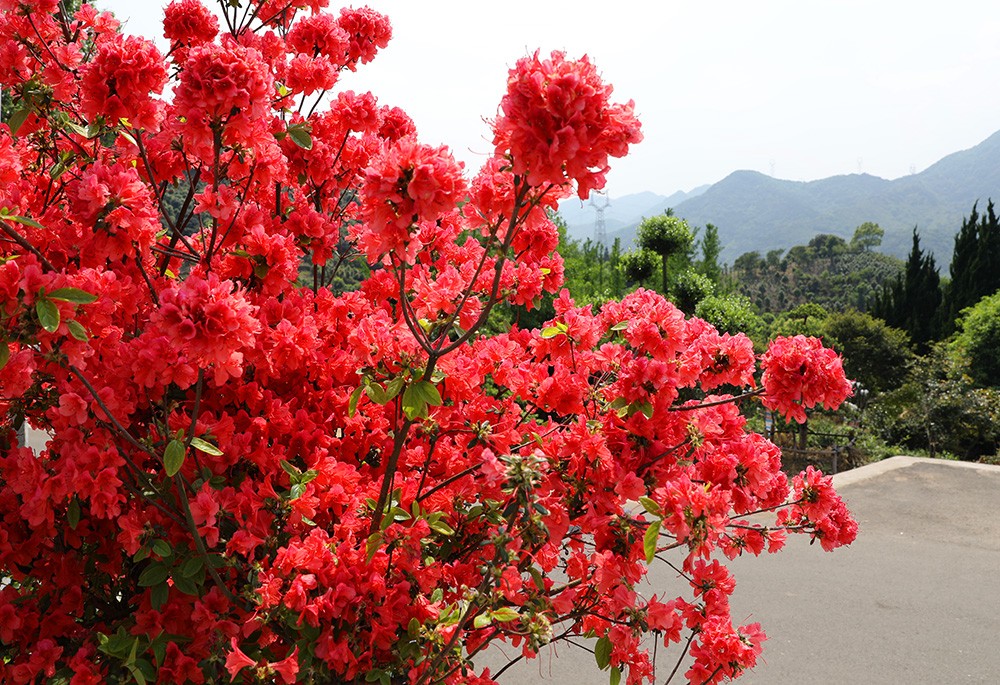 宁波杜鹃花胜地:金峨山上映山红