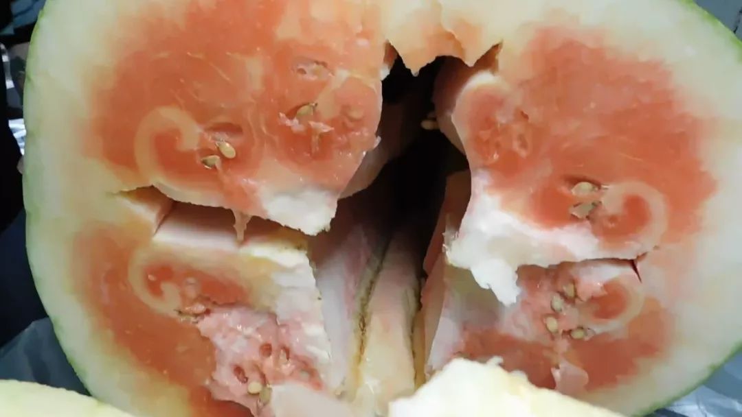 260斤的西瓜你见过吗?看着挺牛,但切开的一瞬间,哈哈哈