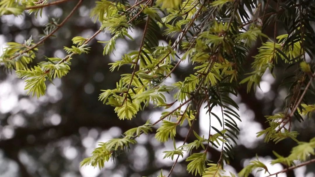 巫溪一铁坚油杉获"中国最美古树"称号
