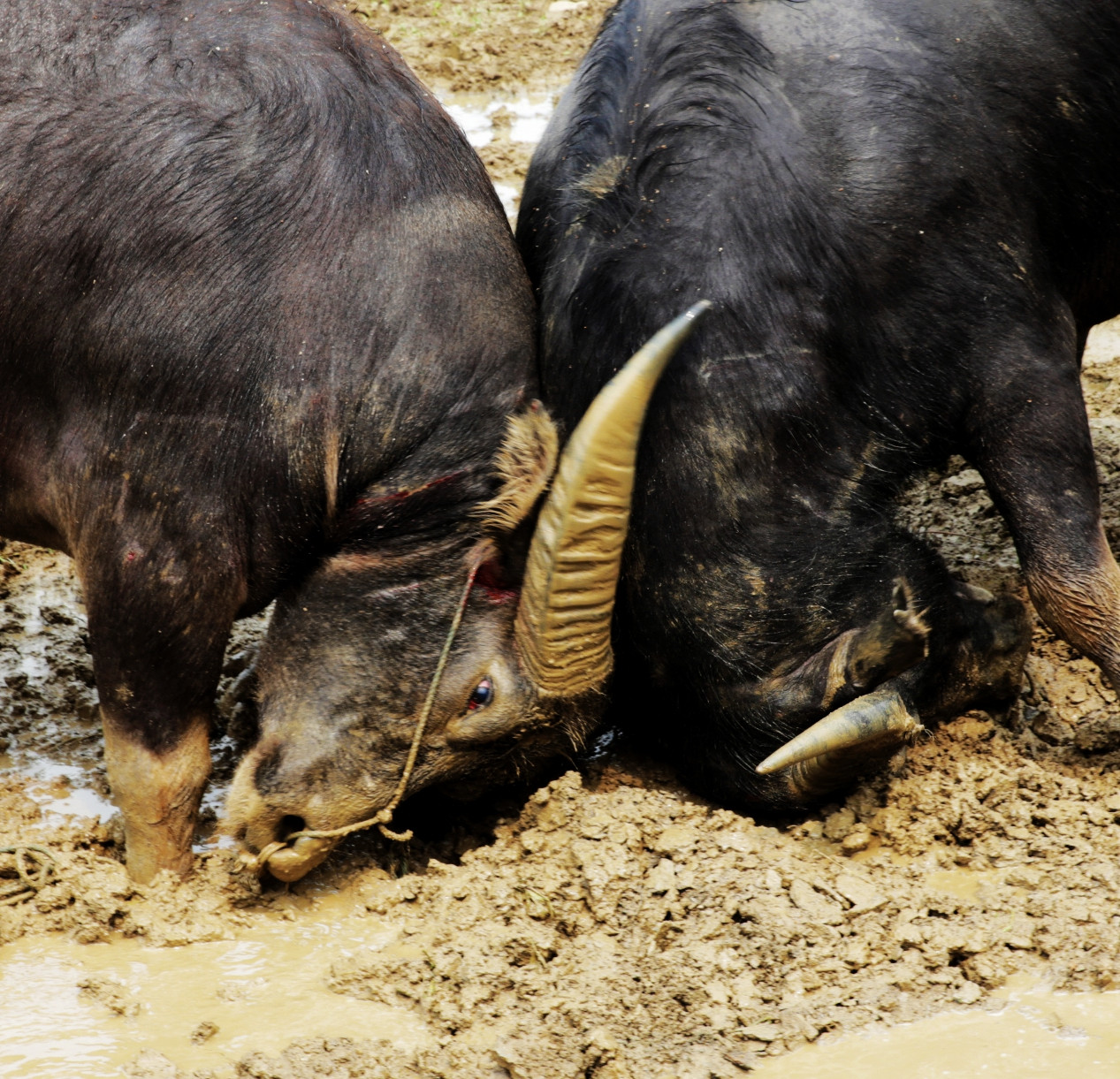 斗牛|苗族|牛_新浪新闻