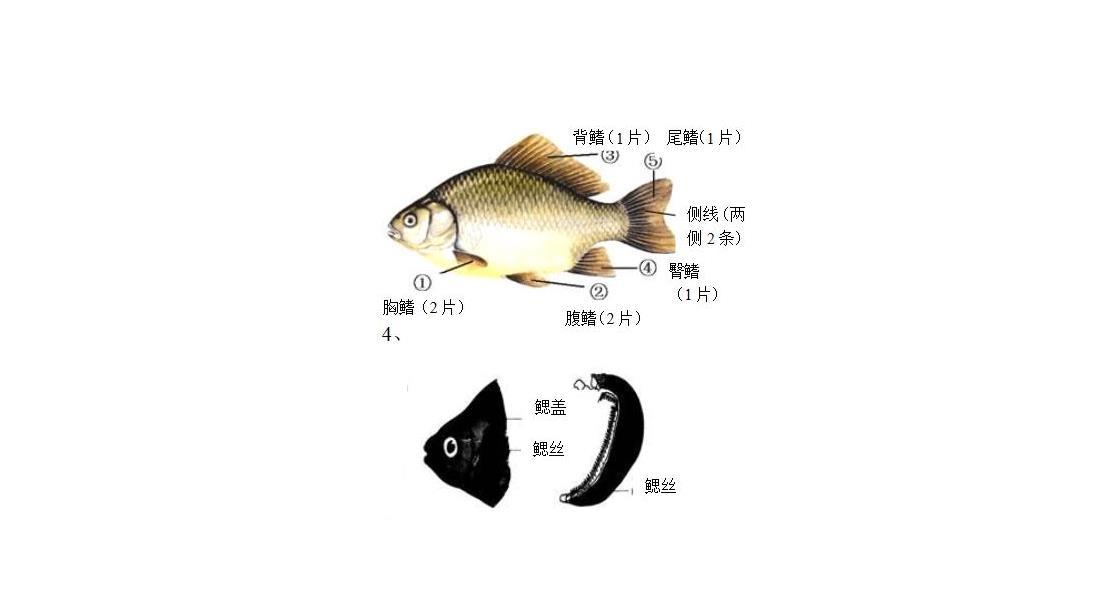 为什么鱼在水里时会不停的张嘴?是在呼吸?不会被水"呛住"吗__财经头条
