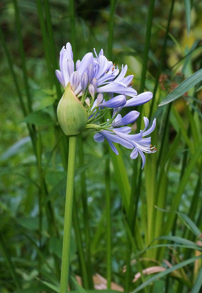 百子莲丨盛夏绽放的"蓝色爱情"—几禾花舍
