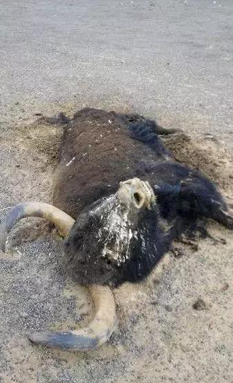 网友冒死进入可可西里无人区,动物尸骨随处可见