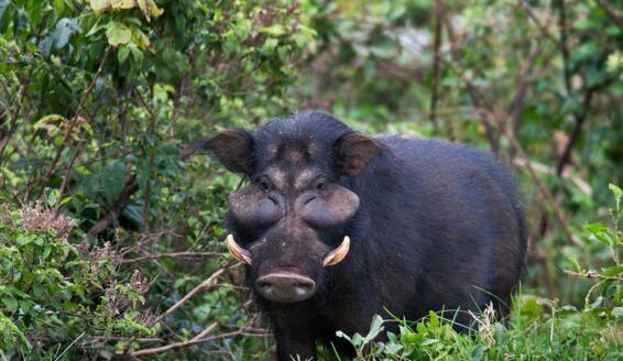 图:巨猪,体型巨大