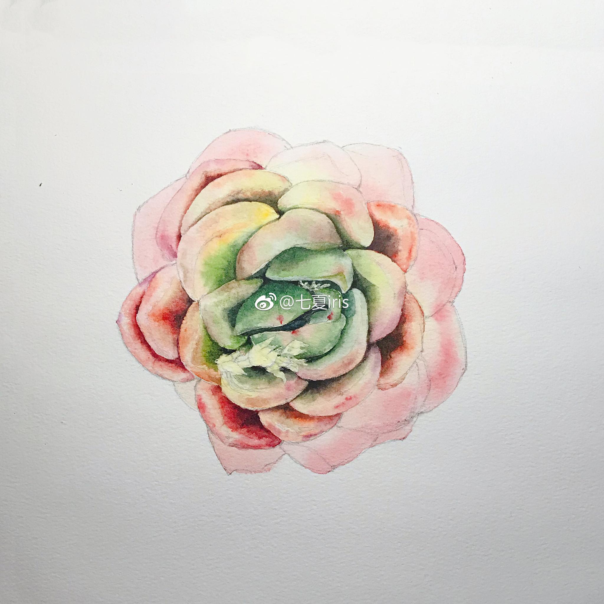 每日一画,水彩多肉,晚上和白天都有画,颜色看起来有区别,拍了小肉肉