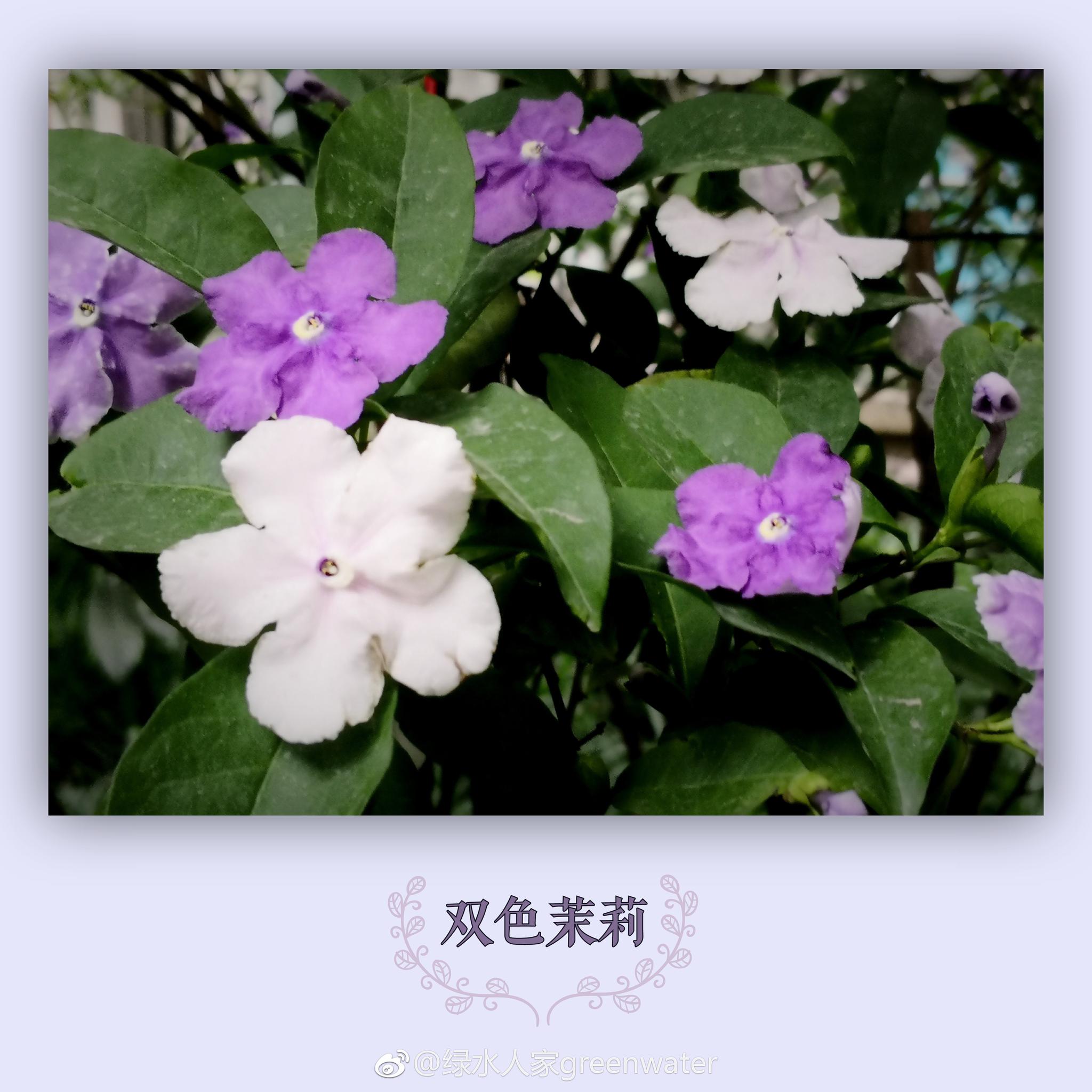 手机镜头下的花花世界双色茉莉又名鸳鸯茉莉五色茉莉番茉莉