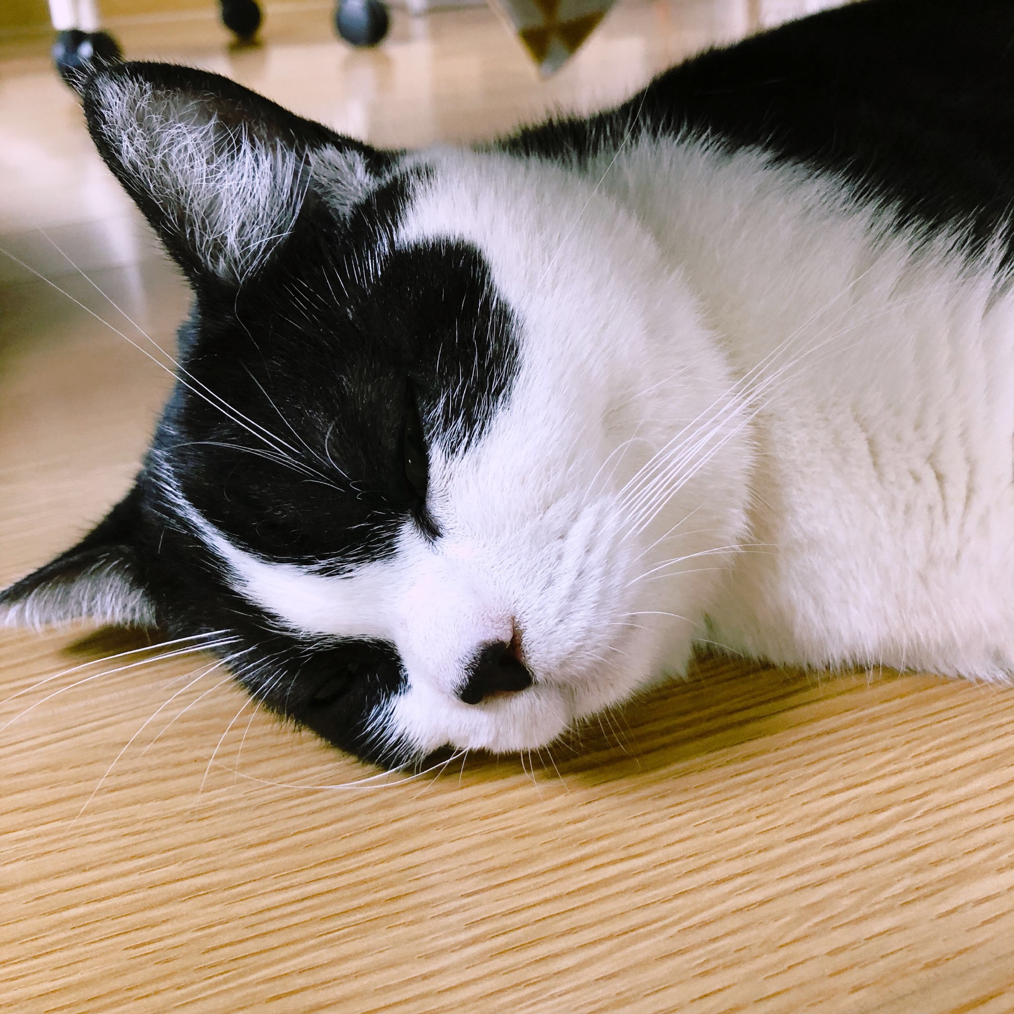 迎来了第四只猫,叫miumiu|猫_新浪新闻