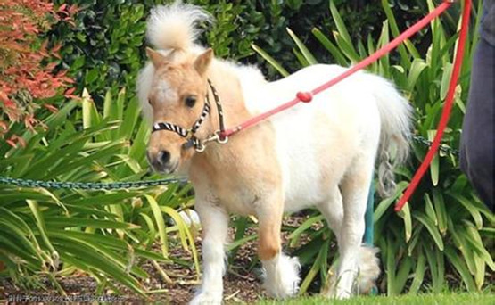 实拍小马驹被主人多年疏于照顾,马蹄长成"麻花"状