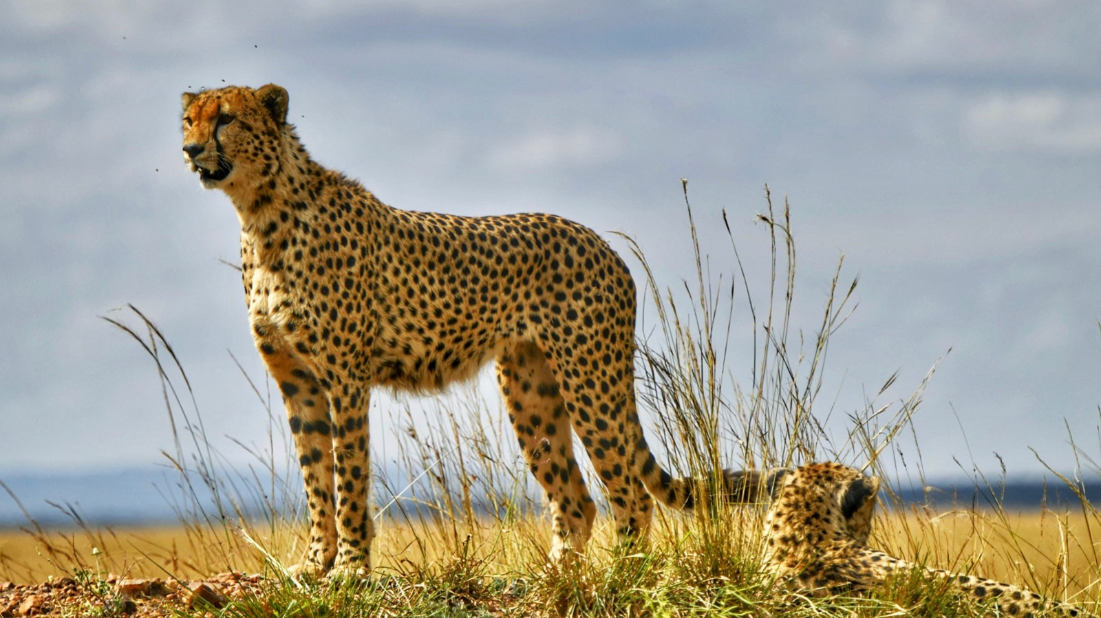 非洲必看!野生动物与大自然的和睦相处!