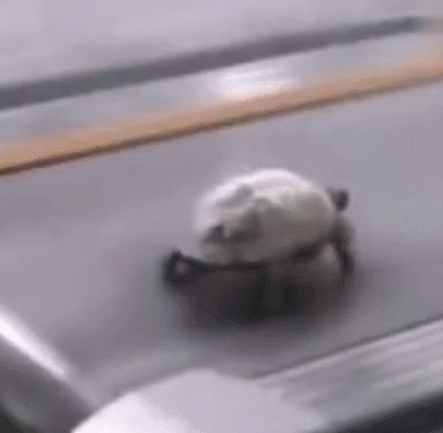 主人把乌龟放跑步机让乌龟奔跑起来结果比兔子快