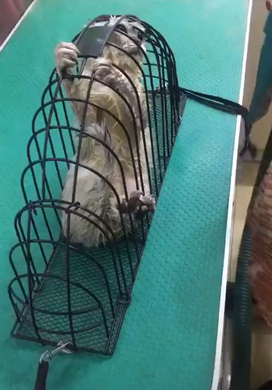 猫咪害怕吹风机,铲屎官就买了个神器,跟浸猪笼一样