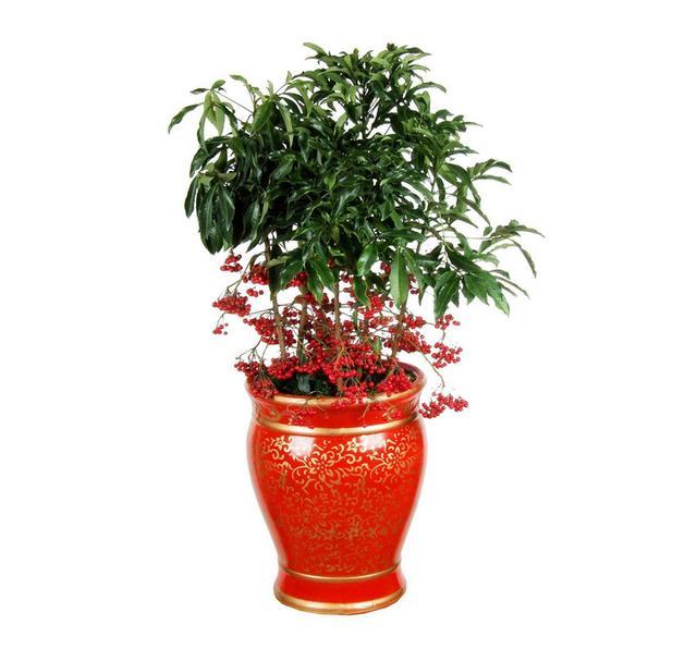 招财纳福的6种花,春天养一盆在家,旺宅旺家,好运不断!