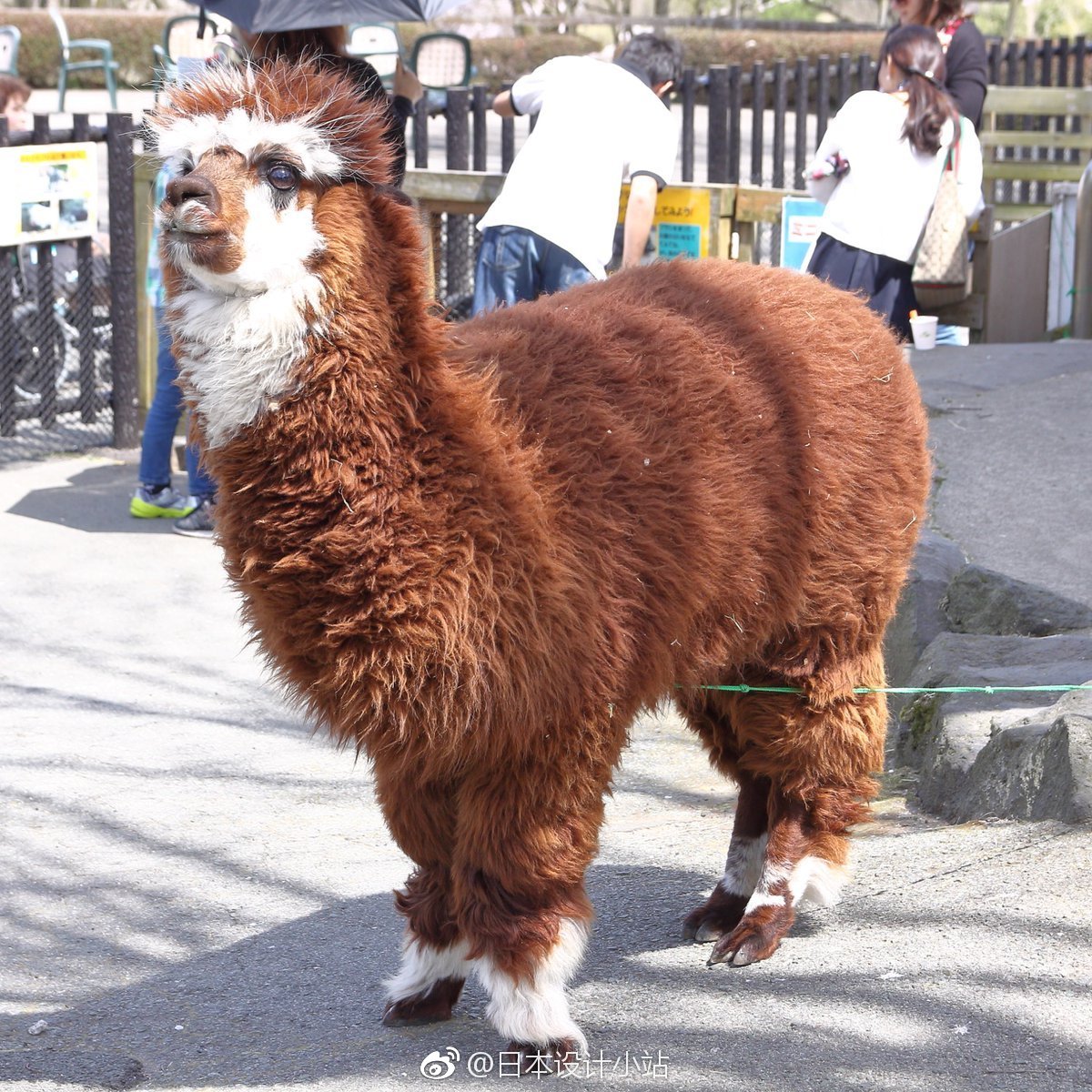 天气热啦,日本动物园的神兽羊驼们纷纷走上剃毛之路