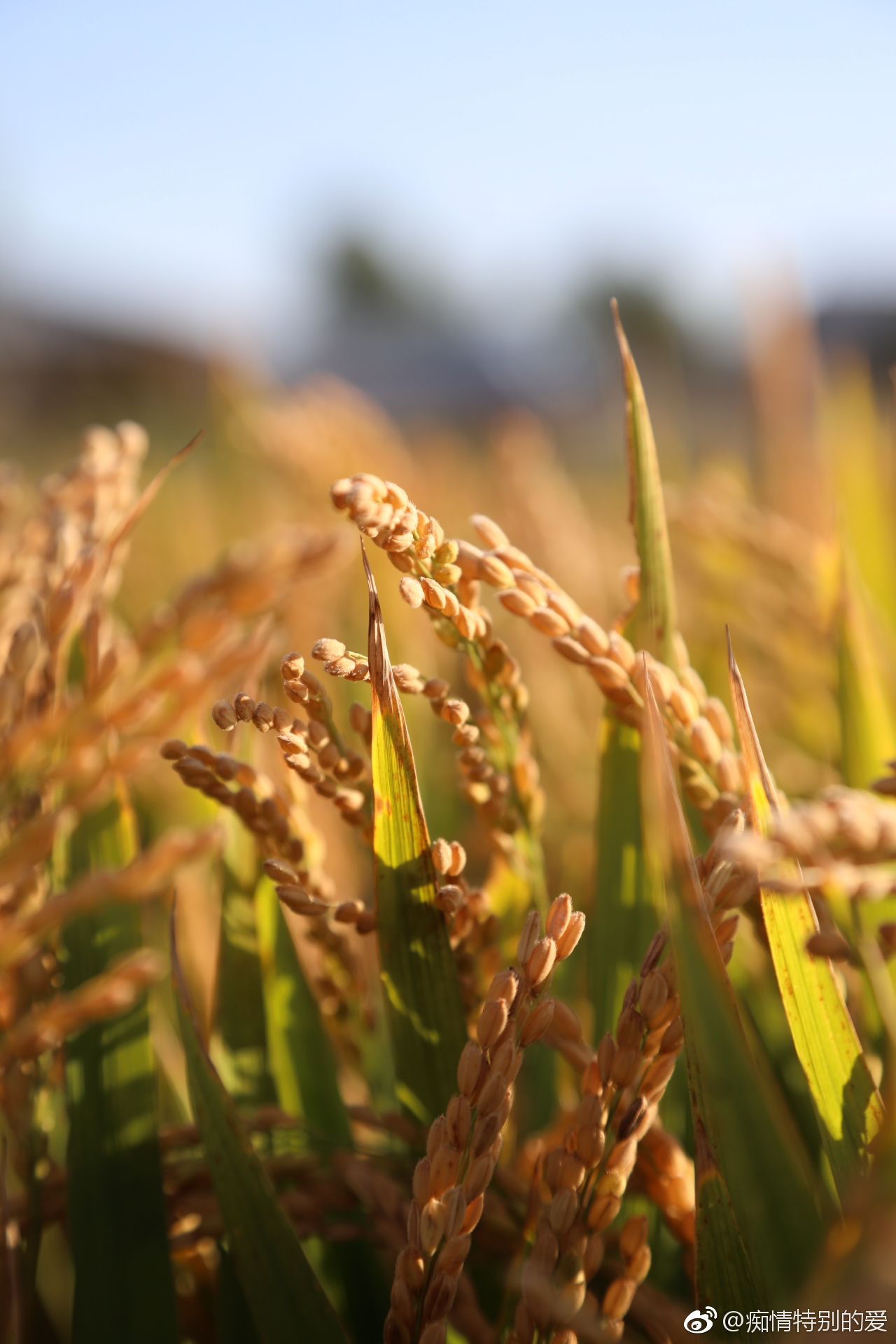 丰收节,金色稻田.