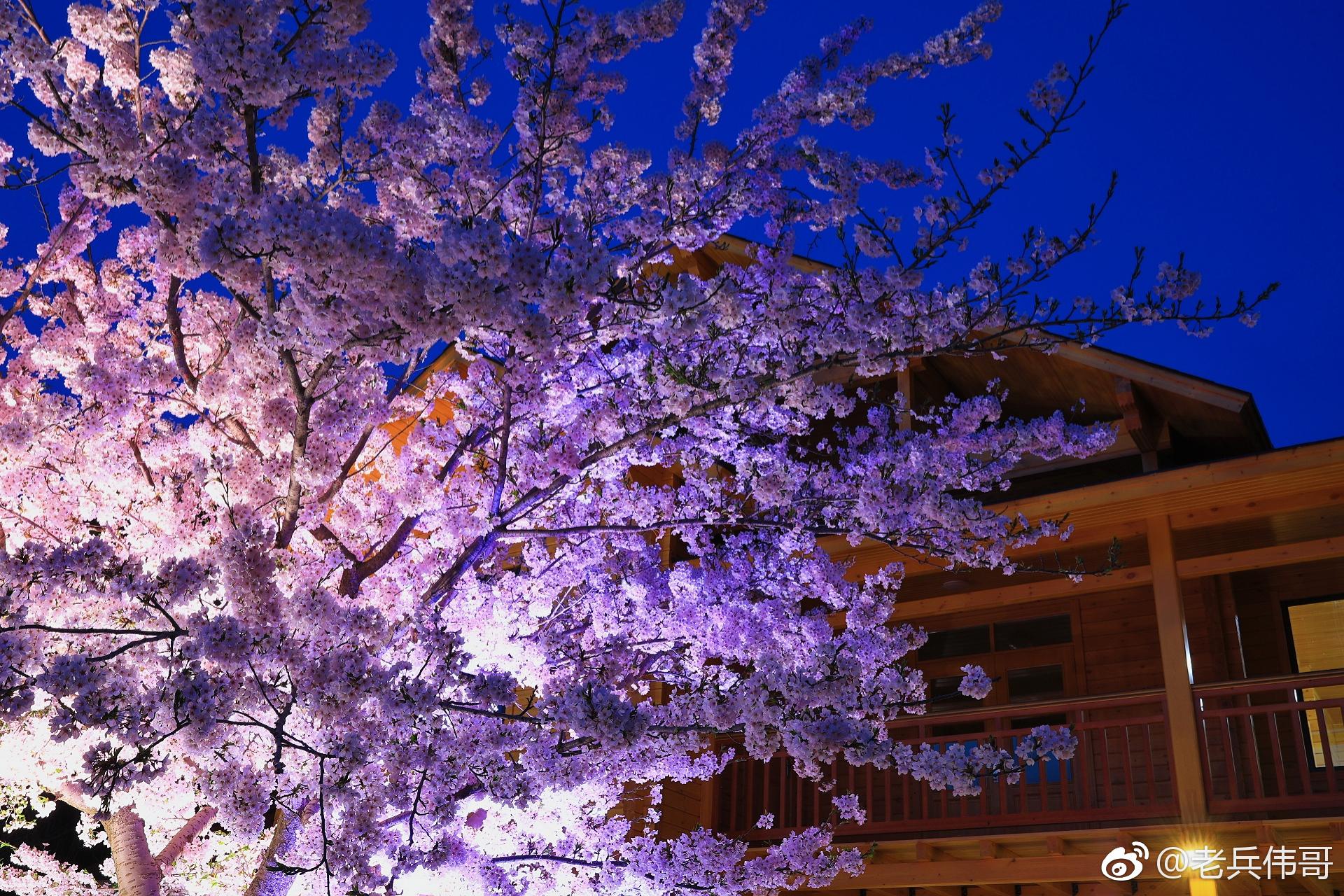 4月24日夜幕降临明月高悬旅顺203樱花园华灯璀璨