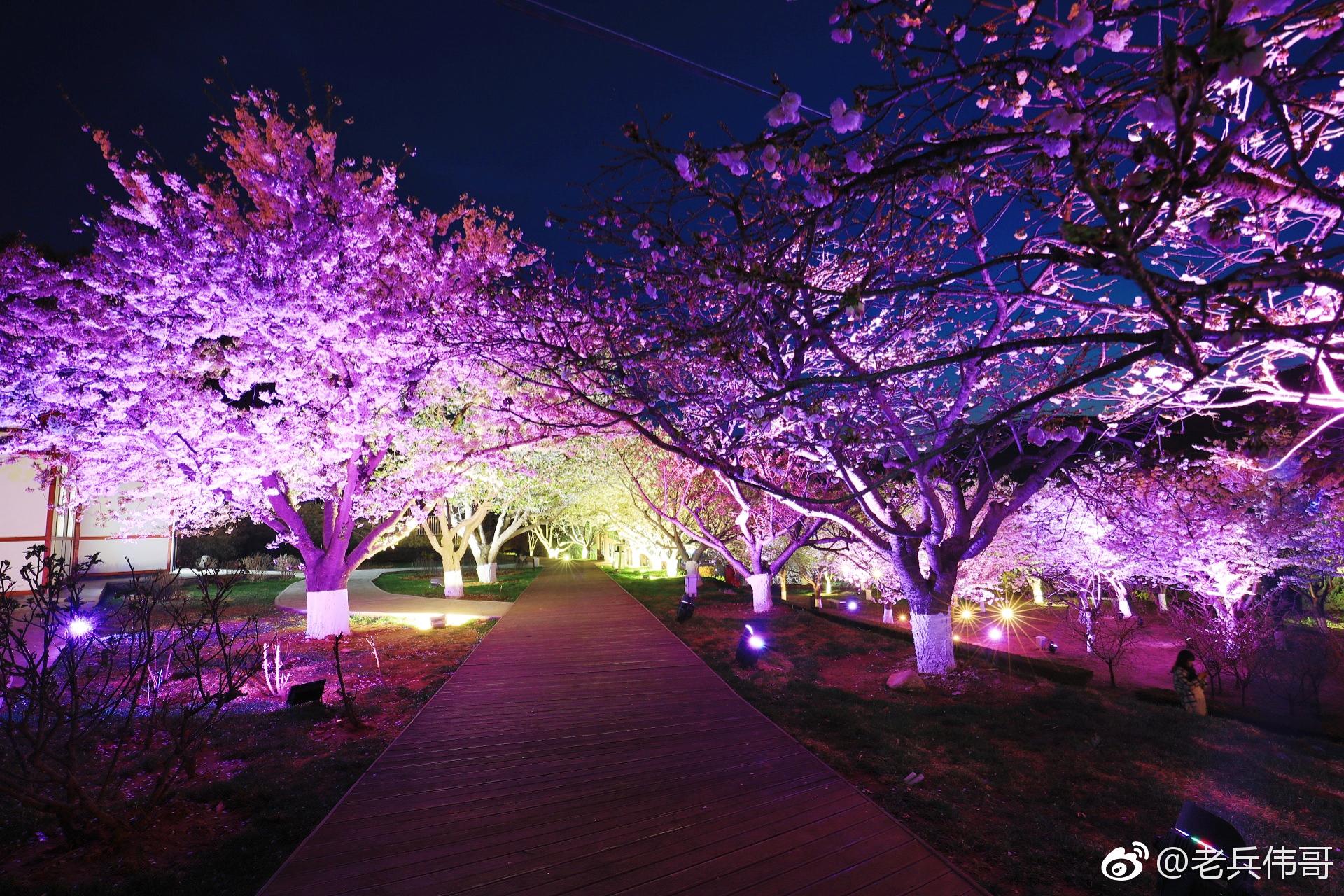 4月24日夜幕降临明月高悬旅顺203樱花园华灯璀璨