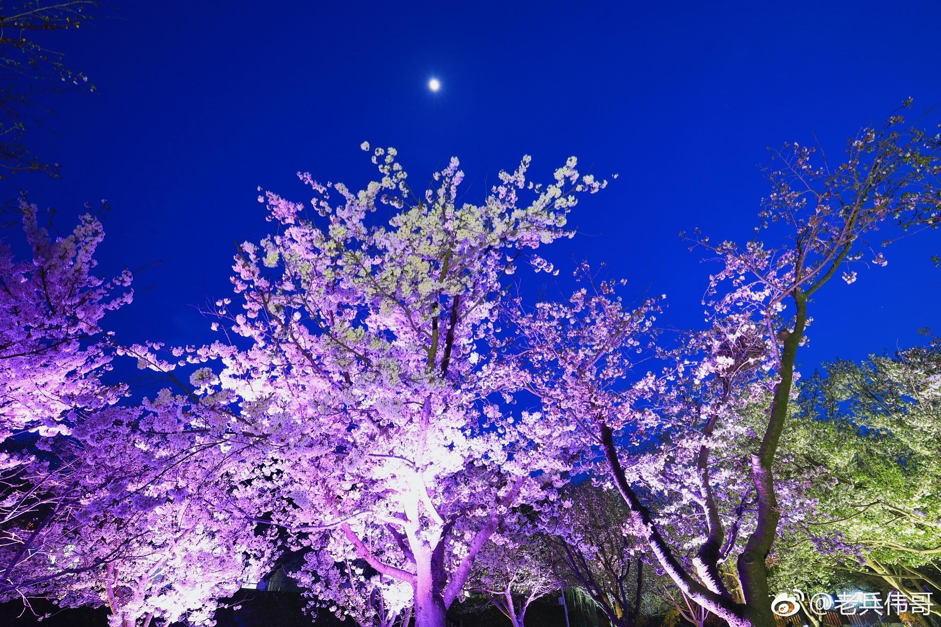 4月24日夜幕降临明月高悬旅顺203樱花园华灯璀璨