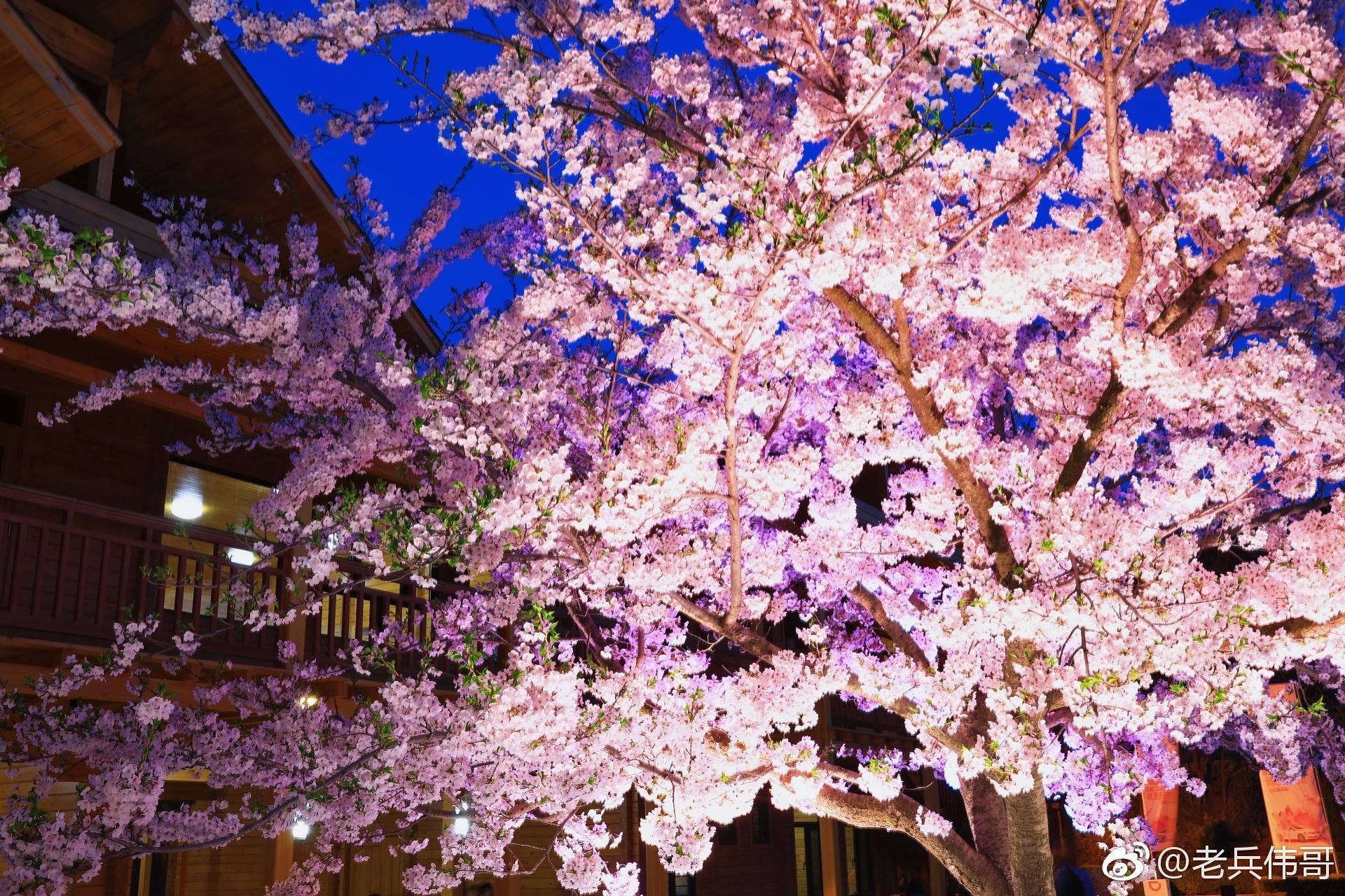 4月24日夜幕降临明月高悬旅顺203樱花园华灯璀璨