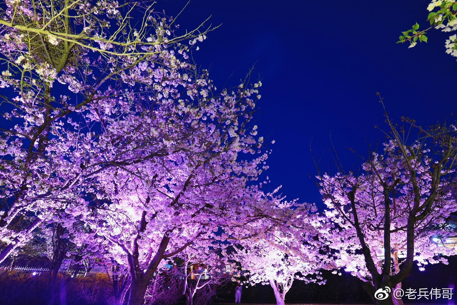 4月24日夜幕降临明月高悬旅顺203樱花园华灯璀璨