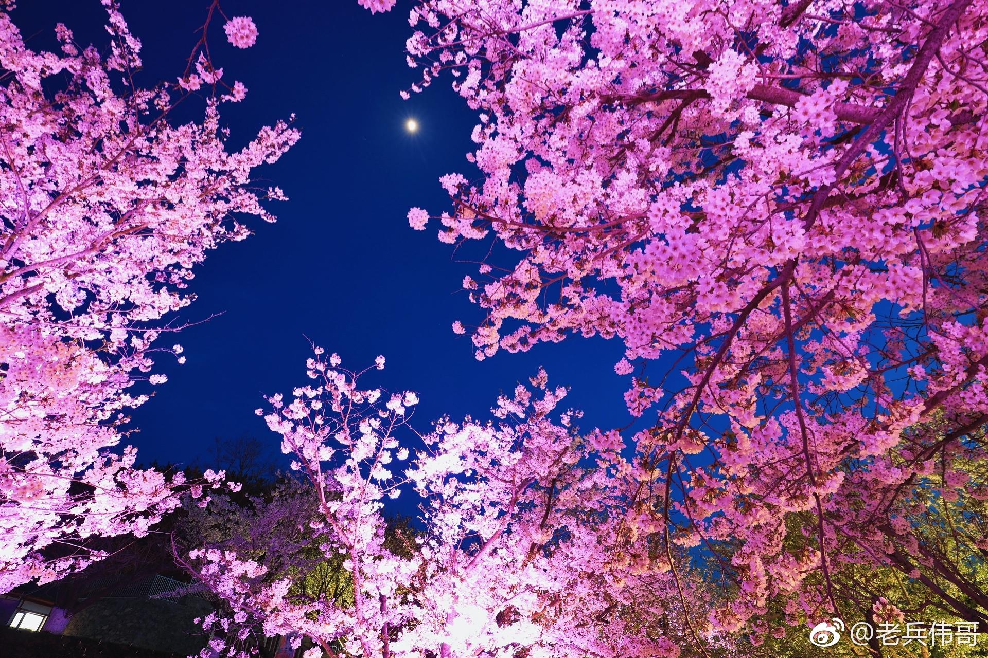 4月24日夜幕降临明月高悬旅顺203樱花园华灯璀璨